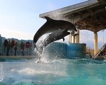 イルカと握手 6秒で500円！新江ノ島水族館 イルカショーと混雑状況