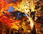 京都の紅葉なら北野天満宮！もみじ苑の紅葉とライトアップはとても良心的でした。