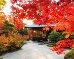 京都南禅寺の紅葉と混雑（三門、法堂の龍、水道橋、南禅院、天授庵）