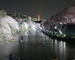 九段下(千鳥ヶ淵)の夜桜ライトアップの混雑が凄い！ボートの予約は？