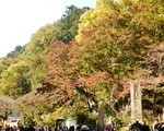 写真で見る高尾山、秋の紅葉と混雑状況。リフト乗り場が避難所みたいだった。