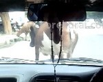 インド旅行 ベンガルール（バンガロール）に行く時は牛に注意
