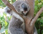 シドニー動物園でコアラ抱っこできる？ワイルドライフシドニーでコアラ接近体験
