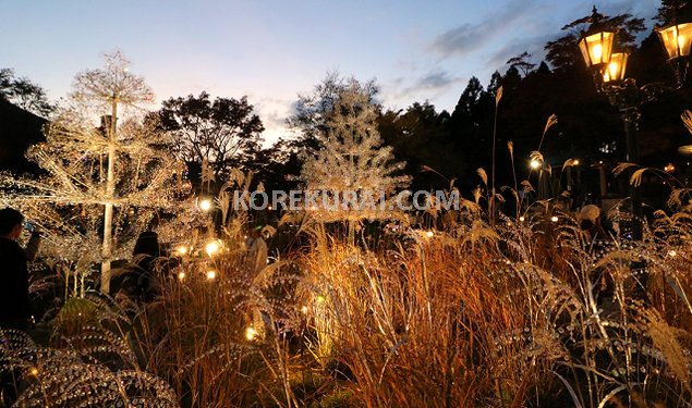 箱根ガラスの森美術館 すすき ライトアップ