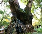 熱海 大きい巨木がある来宮神社のご利益で子宝に恵まれました。無料駐車場は要注意！