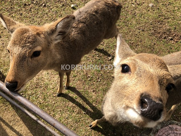 奈良公園 小鹿