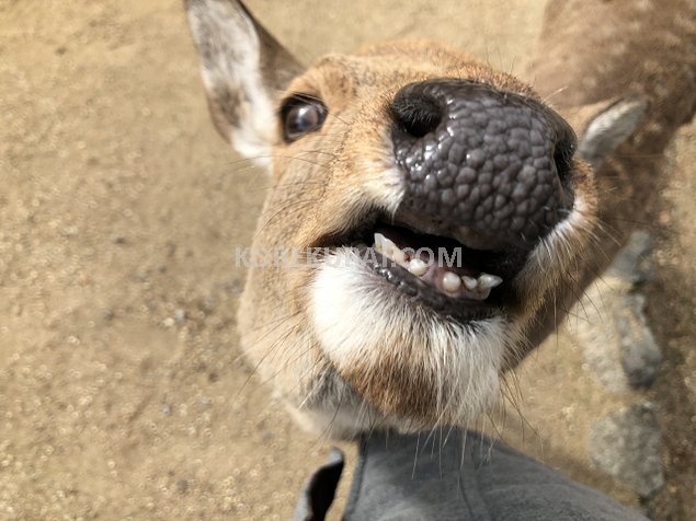 奈良公園 鹿の鼻