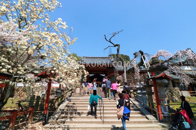 氷室神社 桜