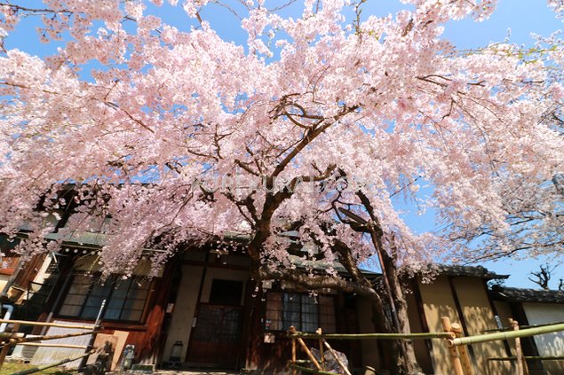 氷室神社 入口の桜