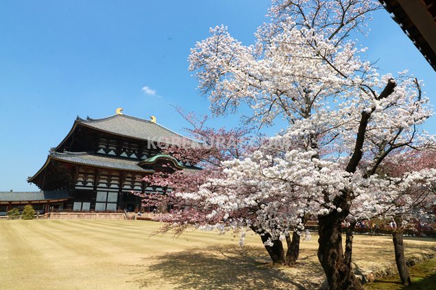 東大寺 桜