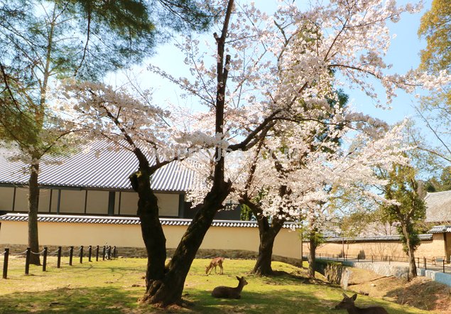 東大寺 桜と鹿